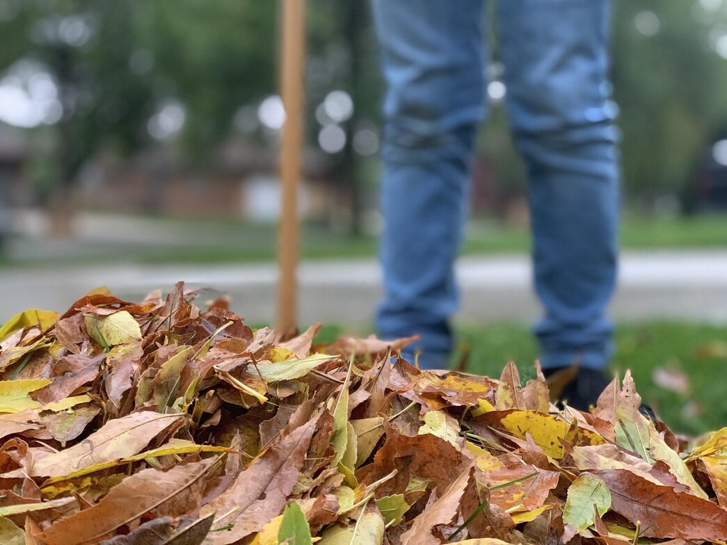 Man Raking Fall Leaves, Back Pain Prevention in Clinton Township